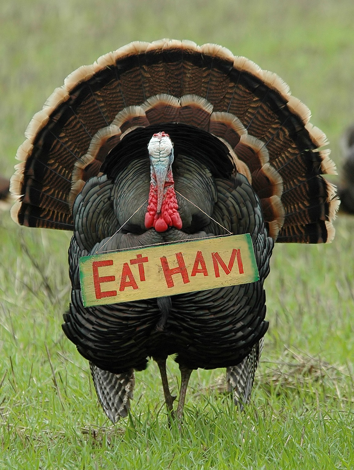 Thanksgiving 2019. Eat Ham